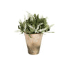 Potted Lavender Bloom