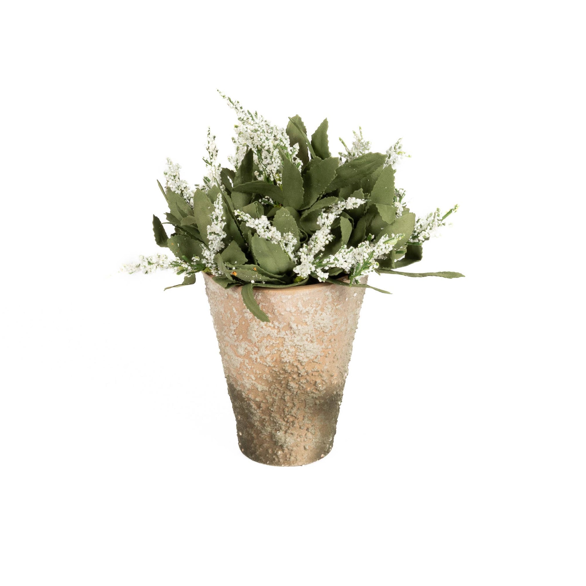 Potted Lavender Bloom
