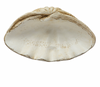 Clamshell Bowl