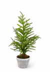 Faux Norfolk Pine Tree in Pot