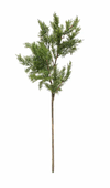 Pine Spray