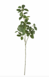 Rubber Plant Branch