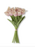 Parrot Tulip Bunch