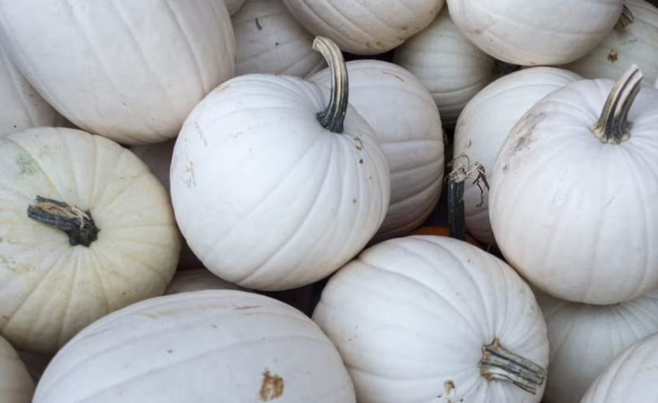 Blanco Pumpkin