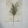 Frosted Evergreen Berry Pick