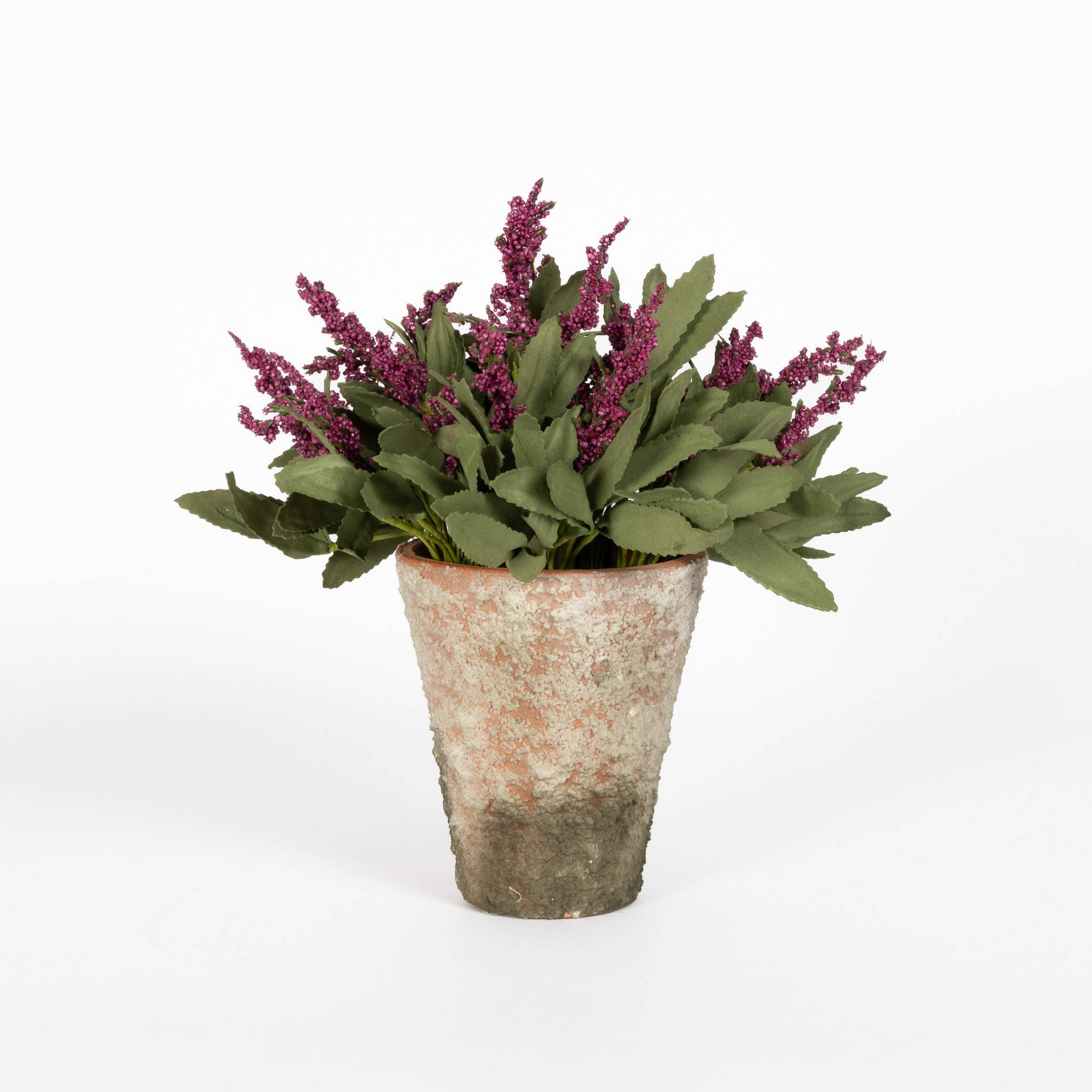 Potted Lavender Bloom