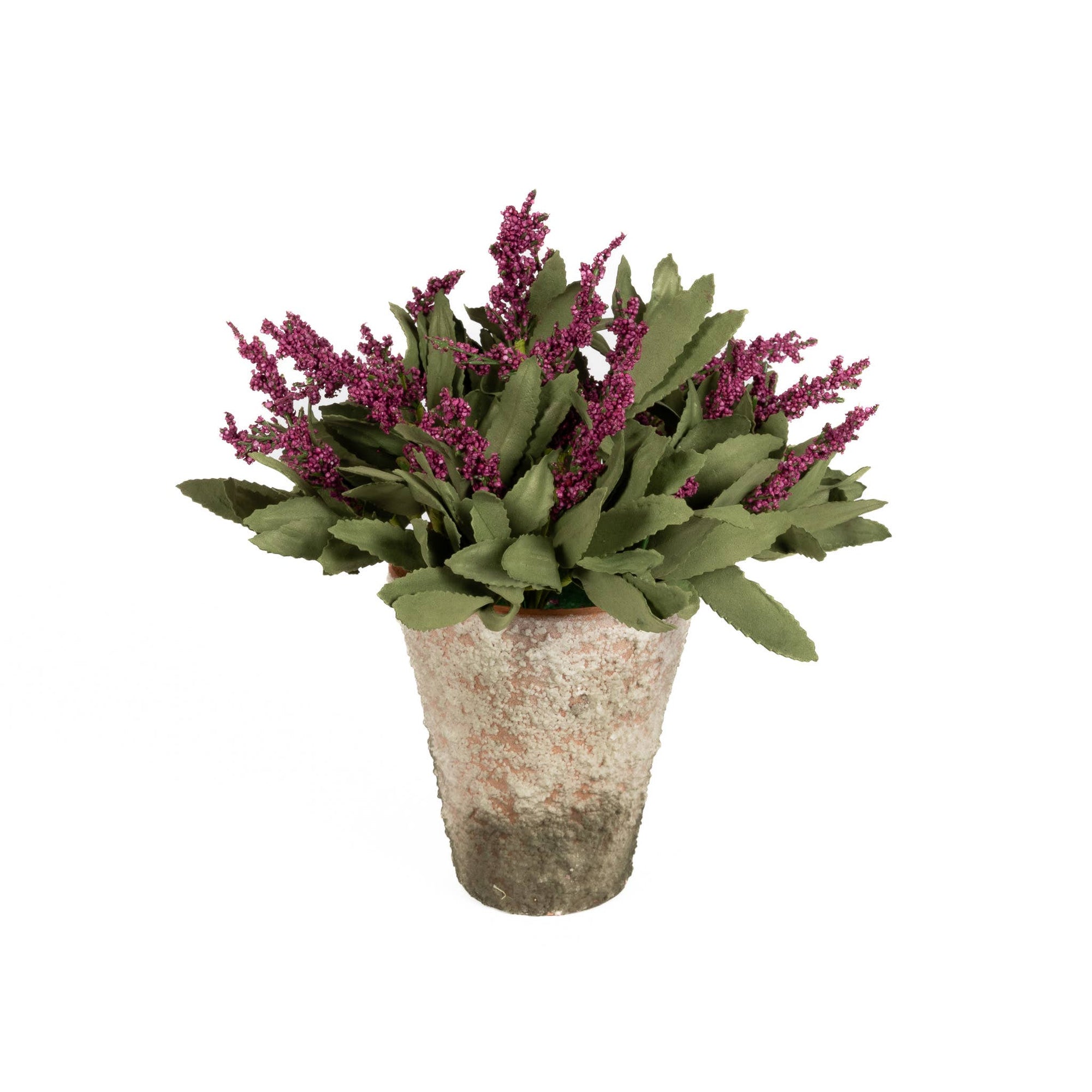 Potted Lavender Bloom
