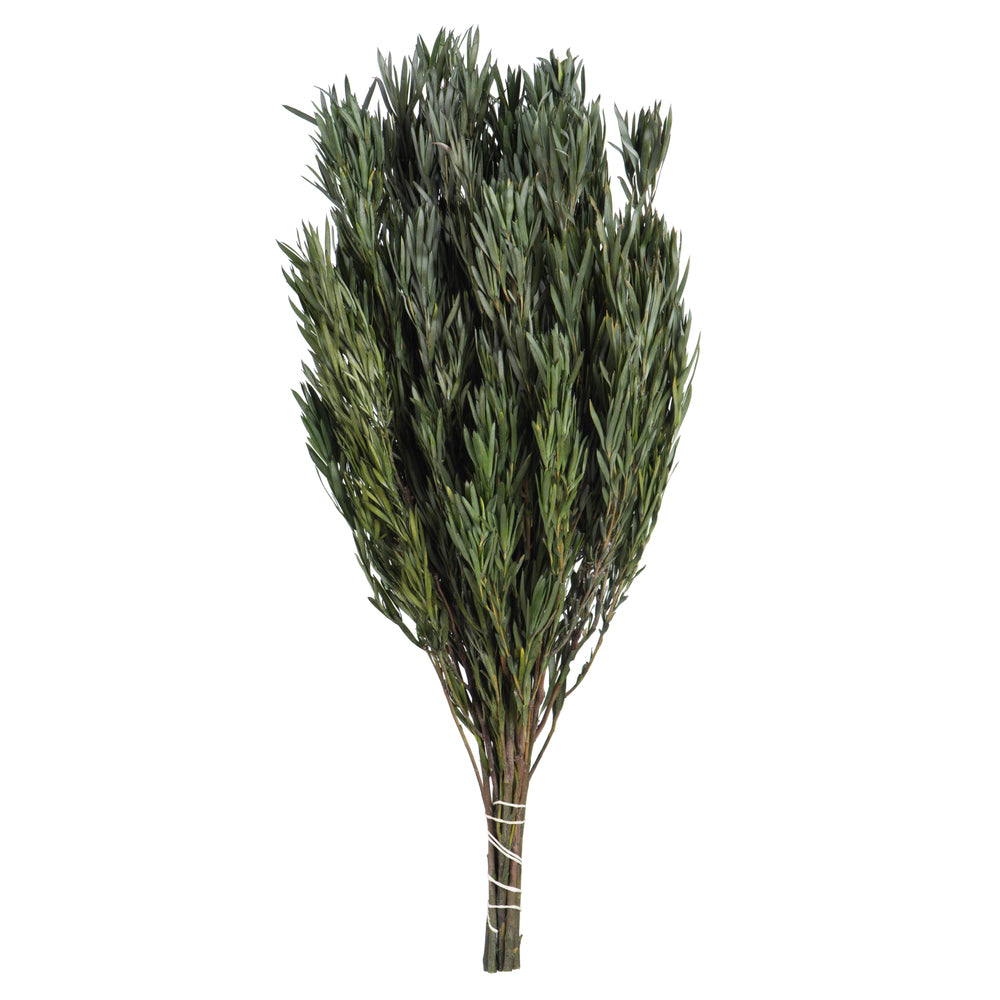 Green Salignum Bundle