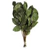 Premium Basil Salal Foliage