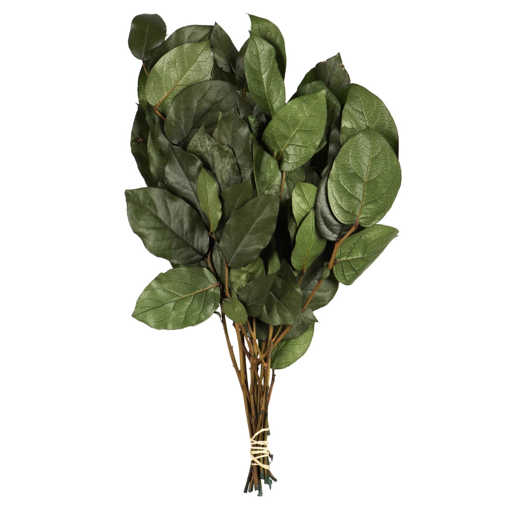 Premium Basil Salal Foliage