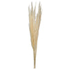 Pampas Grass Bundle