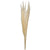 Pampas Grass Bundle