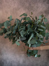 Silver Dollar Eucalyptus Bunch