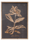 Botanical Print Wall Art