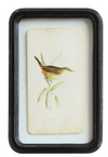 Bird Framed Print