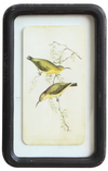 Bird Framed Print