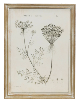 Botanical Framed Print