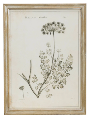 Botanical Framed Print