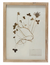 Framed Wall Decor w/ Botanicals