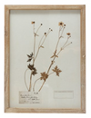 Framed Wall Decor w/ Botanicals