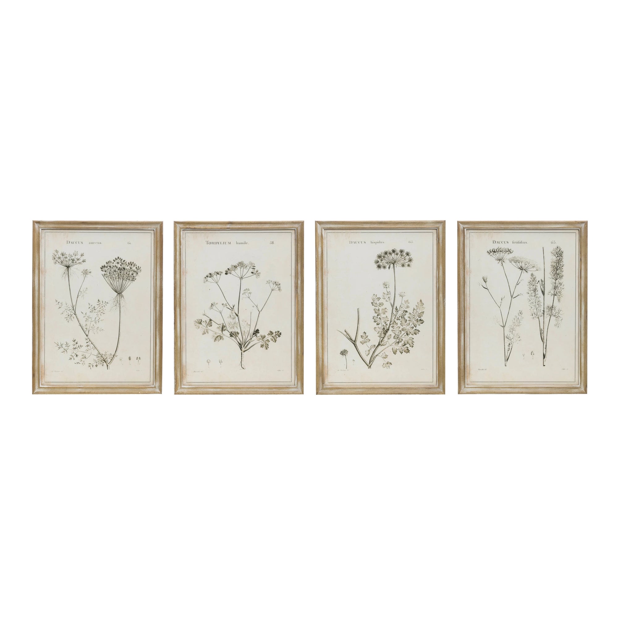 Botanical Framed Print