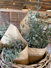 Fresh Eucalyptus Bunch